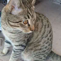 واگذاری گربه DSH