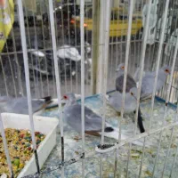 پرنده چینی|پرنده|بهبهان, |دیوار