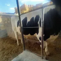 گوساله قسابی|حیوانات مزرعه|اسفراین, |دیوار