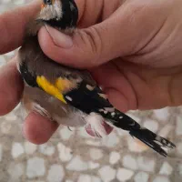 تعدادی سهره کهنه قفس|پرنده|ساری, |دیوار