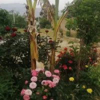 خانه باغ فروش یاتهاتر