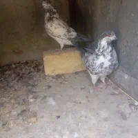 کبوتر سوسکی پرشی