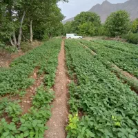 هرس باغ و درخت و سمپاشی و کوددهی