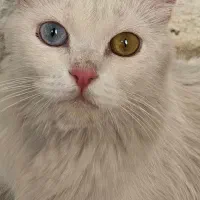 گربه پرشین چشم تا به تا، با همه وسایل و ۴ تا توله|گربه|مشهد, کارمندان دوم|دیوار