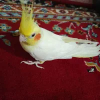 عروس هلندی|پرنده|قم, شهرک فاطمیه|دیوار