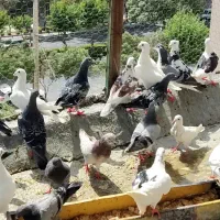 تعدادی کبوتر از انواع و اقسام  برافروش|پرنده|اصفهان, سرشبادران|دیوار