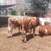 گوساله  نر
