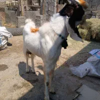 نربز...