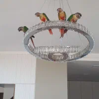 طوطی گرینچیک