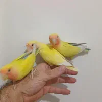 فروش طوطی  کوتوله دستی رنگ خاص|پرنده|نجف‌آباد, ولیعصر|دیوار