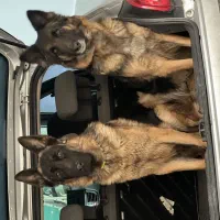 سگ ژرمن|سگ|اشتهارد, |دیوار