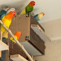 طوطی برزیلی مولد رو تخم و جوجه|پرنده|شیراز, شهرک پرواز|دیوار