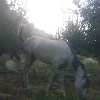 سلام اسب کم شد