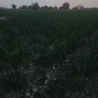 اجاره ۲هکتار زمین کشاورزی مرغوب برقی قطره ای