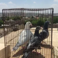 کبوتر|پرنده|بومهن, |دیوار