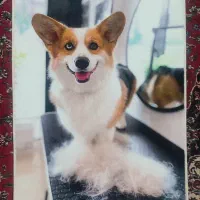 تابلو فرش چهره رویال|تابلو فرش|چهارباغ, |دیوار