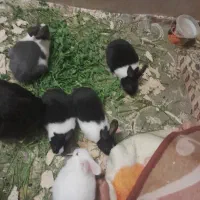 واگذاری خرگوش
