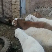 میش چینی آبستن