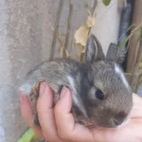 خرگوش مینیاتوری لوپی|موش و خرگوش|کرمانشاه, |دیوار