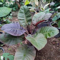 انواع گلهای اپارتمانی فروش بدلیل تغییر شغل|گل و گیاه طبیعی|لاهیجان, لیالستان|دیوار