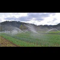 اجاره زمین کشاورزی برای کشت سیر