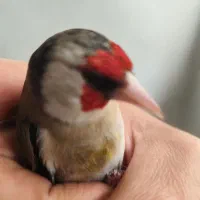 دوعدد سره عتیقه حربه دار