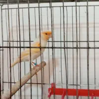 چند تا قناری نر مست دهن زن|پرنده|بوشهر, |دیوار