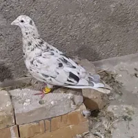 کفتر کرم هفترنگ