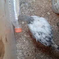 جوجه خروس