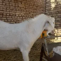 کره نر دورگه سانن