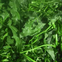 سبزی شسته شده برای مغازه دارها و فروشگاه ها