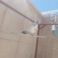 ۲ تا کفتر نر عتیقه به ضمانت