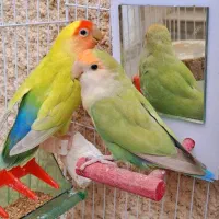 جفت کوتوله مولد کارداده با قفس