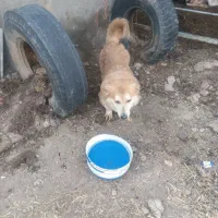 سگ س|سگ|گناباد, |دیوار