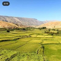 برنج عنبربو