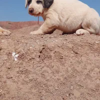 توله سگ افقان|سگ|بیرجند, |دیوار