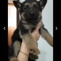 توله ژرمن ۲ ماهه نر اصیل بلک و دو رنگ