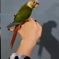 جوجه طوطی گرینچک آناناسی تازه دونه خور چلوندنی|پرنده|شیراز, شهدای شهرک سعدی|دیوار