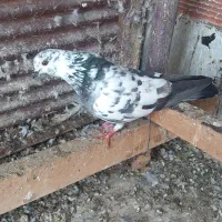 کبوتر بازی دار بند..