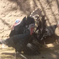 بوقلمون|حیوانات مزرعه|بم, |دیوار