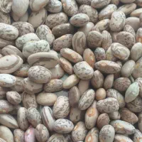 لوبیا چیتی درجه یک