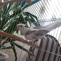 عروس آلبینو نر فوق‌العاده به شرط