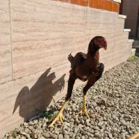 جوجه لاری تاج کوبیده