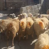 میش داشتی|حیوانات مزرعه|چرداول, |دیوار