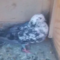 کفتر پرشی 200هزار|پرنده|ایرانشهر, |دیوار