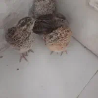 ۴عدد بلدرچین