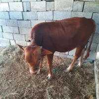 گاو وگوساله|حیوانات مزرعه|میناب, |دیوار