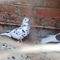 سه تا کبوتر