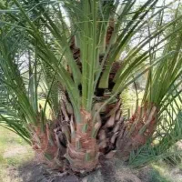 فروش بچه نخل بریم وگنطار