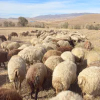 فروش دام (  گوسفند  ) جوان|حیوانات مزرعه|هریس, |دیوار